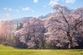 cherry blossom trees in bloom around Yongbi Lake in Seosan, South Korea Royalty Free Stock Photo