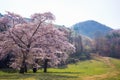 cherry blossom trees in bloom around Yongbi Lake in Seosan, South Korea Royalty Free Stock Photo