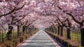 Cherry Blossom Trees With Blue Sky And Soft Spring Light Background Royalty Free Stock Photo