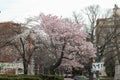 Cherry Blossom Trees, Buds, Leaves Royalty Free Stock Photo