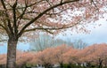 Cherry Blossom Trees full Bloom in Salem Oregon Royalty Free Stock Photo