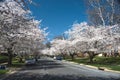 Cherry blossom trees line the neighborhood USA 3 Royalty Free Stock Photo