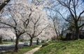 Cherry blossom trees line the neighborhood USA 1 Royalty Free Stock Photo