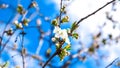 Cherry Blossom trees, Nature and Spring time background, Cherry branch with beautiful sky background, close up, selective focus Royalty Free Stock Photo