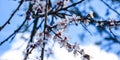 Cherry Blossom trees, Nature and Spring time background, Cherry branch with beautiful sky background, close up, selective focus Royalty Free Stock Photo
