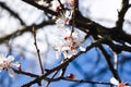 Cherry Blossom trees, Nature and Spring time background, Cherry branch with beautiful sky background, close up, selective focus Royalty Free Stock Photo