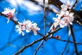 Cherry Blossom trees, Nature and Spring time background, Cherry branch with beautiful sky background, close up, selective focus Royalty Free Stock Photo