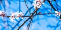 Cherry Blossom trees, Nature and Spring time background, Cherry branch with beautiful sky background, close up, selective focus Royalty Free Stock Photo