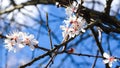 Cherry Blossom trees, Nature and Spring time background, Cherry branch with beautiful sky background, close up, selective focus Royalty Free Stock Photo