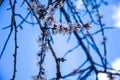 Cherry Blossom trees, Nature and Spring time background, Cherry branch with beautiful sky background, close up, selective focus Royalty Free Stock Photo