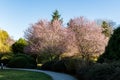 Cherry blossom trees in the park with walking path spring time Royalty Free Stock Photo