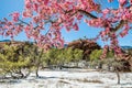 Cherry blossom trees at Red Rock Canyon Open Space Colorado Springs Royalty Free Stock Photo