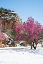 Cherry blossom trees at Red Rock Canyon Open Space Colorado Springs Royalty Free Stock Photo