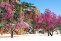 Cherry blossom trees at Red Rock Canyon Open Space Colorado Springs Royalty Free Stock Photo