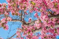 Cherry blossom trees at Red Rock Canyon Open Space Colorado Springs Royalty Free Stock Photo