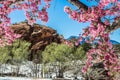 Cherry blossom trees at Red Rock Canyon Open Space Colorado Springs Royalty Free Stock Photo