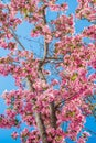 Cherry blossom trees at Red Rock Canyon Open Space Colorado Springs Royalty Free Stock Photo