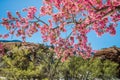 Cherry blossom trees at Red Rock Canyon Open Space Colorado Springs Royalty Free Stock Photo