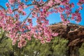 Cherry blossom trees at Red Rock Canyon Open Space Colorado Springs Royalty Free Stock Photo