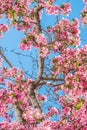 Cherry blossom trees at Red Rock Canyon Open Space Colorado Springs Royalty Free Stock Photo