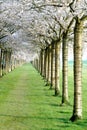 Cherry blossom trees Royalty Free Stock Photo