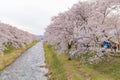 Cherry blossom trees or sakura along the bank of Funakawa River