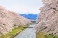 Cherry blossom trees or sakura along the bank of Funakawa River