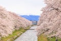 Cherry blossom trees or sakura along the bank of Funakawa River