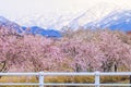 Cherry blossom trees or sakura along the bank of Funakawa River