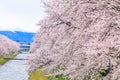 Cherry blossom trees or sakura along the bank of Funakawa River