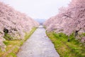 Cherry blossom trees or sakura along the bank of Funakawa River in the town of Asahi in Toyama Japan