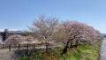 Cherry blossom trees or sakura along the bank of Funakawa River in the town of Asahi , Toyama Prefecture Japan.