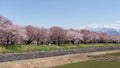 Cherry blossom trees or sakura along the bank of Funakawa River in the town of Asahi , Toyama Prefecture Japan.