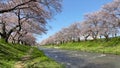 Cherry blossom trees or sakura along the bank of Funakawa River in the town of Asahi , Toyama Prefecture Japan.