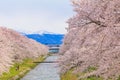 Cherry blossom trees or sakura along the bank of Funakawa River