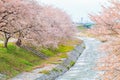 Cherry blossom trees or sakura along the bank of Funakawa River