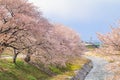 Cherry blossom trees or sakura along the bank of Funakawa River in the town of Asahi , Toyama Prefecture Japan