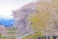 Cherry blossom trees or sakura  along the bank of Funakawa River in the town of Asahi , Toyama Prefecture  Japan Royalty Free Stock Photo