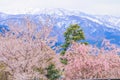 Cherry blossom trees or sakura  along the bank of Funakawa River in the town of Asahi , Toyama Prefecture  Japan Royalty Free Stock Photo