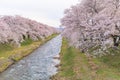 Cherry blossom trees or  sakura  along the bank of Funakawa River in the town of Asahi , Toyama Prefecture  Japan Royalty Free Stock Photo