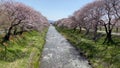 Cherry blossom trees or sakura along the bank of Funakawa River in the town of Asahi , Toyama Prefecture Japan.