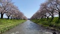 Cherry blossom trees or sakura along the bank of Funakawa River in the town of Asahi , Toyama Prefecture Japan.