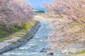 Cherry blossom trees or sakura along the bank of Funakawa River in the town of Asahi , Toyama Prefecture Japan Royalty Free Stock Photo