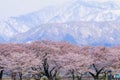 cherry blossom trees or sakura with the Japanese Alps mountain range in the background , the town of Asahi in Toyama Prefecture