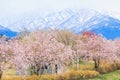 Cherry blossom trees or sakura in the town of Asahi , Toyama Prefecture Japan