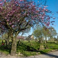 Cherry Blossom Trees shine brightly next to the Chapel of Hindley Cemetary, Wigan, Greater Manchester in the evening sun Royalty Free Stock Photo