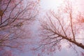 Cherry blossom trees with soft blue sky