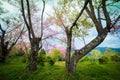 Cherry blossom trees