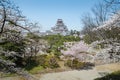 Cherry-blossom trees in Tsuruga castle park.