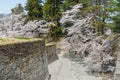 Cherry-blossom trees in Tsuruga castle park.